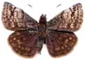 erynnis_icelus-x.JPG (3712 octets)