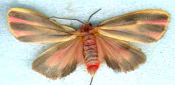 hypoprepia_fucosa_tricolor-1.JPG (9335 octets)