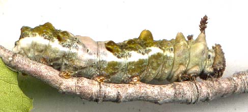 limenitis_archippus-larve.JPG (23738 octets)