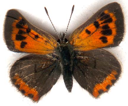 lycaena_phlaeas_americana-1.JPG (24583 octets)