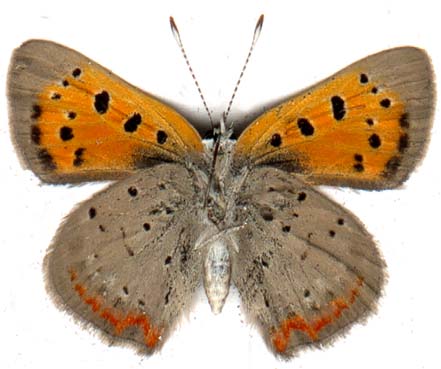 lycaena_phlaeas_americana-2.JPG (26254 octets)