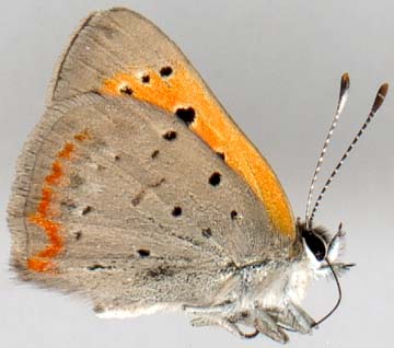 lycaena_phlaeas_americana-3.JPG (18572 octets)