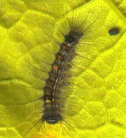 lymentria-larve-8mm.JPG (16975 octets)