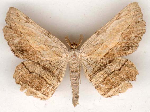 lytrosis_unitaria-1.JPG (43187 octets)