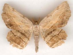 lytrosis_unitaria-x.JPG (9414 octets)