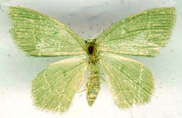 mesothea_incertata-1.JPG (14811 octets)