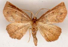 metarranthis_duaria-x.JPG (8144 octets)