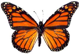 monarque papillon