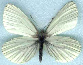 pieris_oleracea-1.JPG (15781 octets)