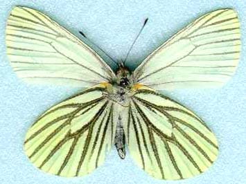 artogeia_oleracea_oleracea-2.JPG (22618 octets)