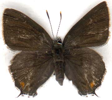 satyrium_calanus_falacer-1.JPG (16965 octets)