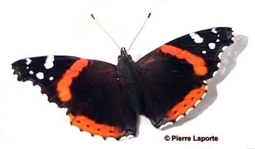 vanessa_atalanta_rubria-1.JPG (17430 octets)