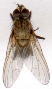 delia_antiqua-1.JPG (7556 octets)