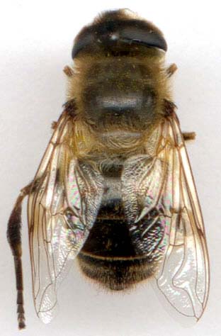 eristalis_tenax-1.JPG (22344 octets)