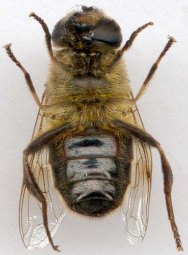 eristalis_tenax-2.JPG (27769 octets)