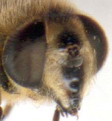 eristalis_tenax-3.JPG (8688 octets)