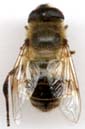 eristalis_tenax-x.JPG (3249 octets)