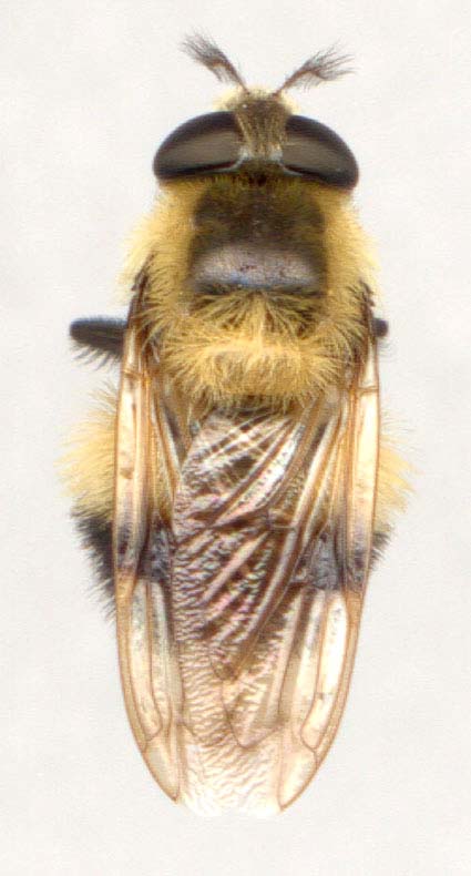 volucella_bombylans-1.JPG (38262 octets)