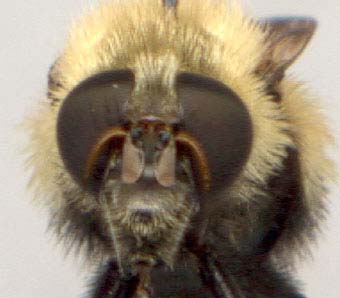 volucella_bombylans-3.JPG (14553 octets)