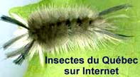 insecteduquebec.jpg (7010 octets)