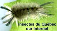 insecteduquebec.jpg (7010 octets)