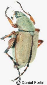macrodactylus_subspinosus-x.JPG (8540 octets)