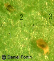 tetranychus_et_phytoseiulus_x.JPG (9010 octets)