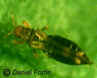 thrips-x.jpg (5780 octets)